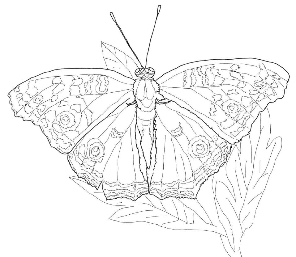 Owl Butterfly Coloring Game Owl Butterfly
