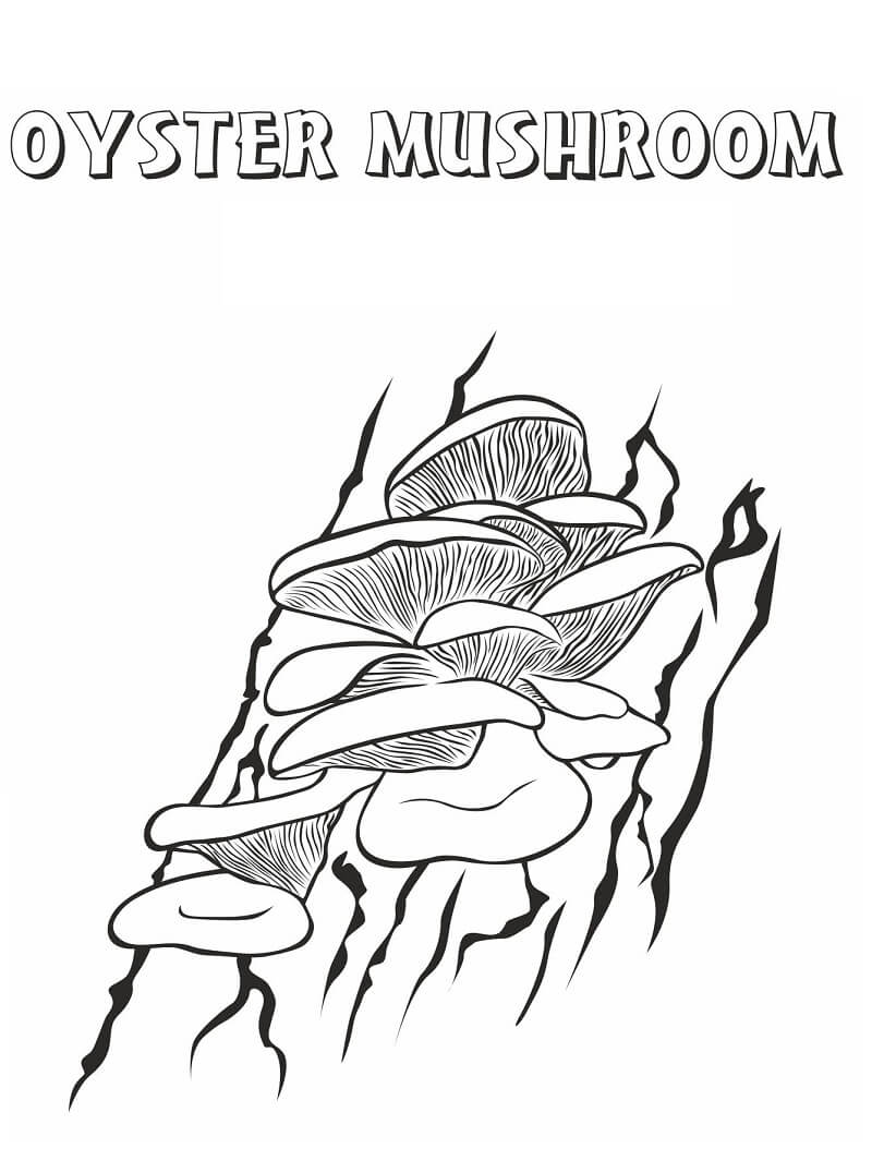 Oyster Mushrooms