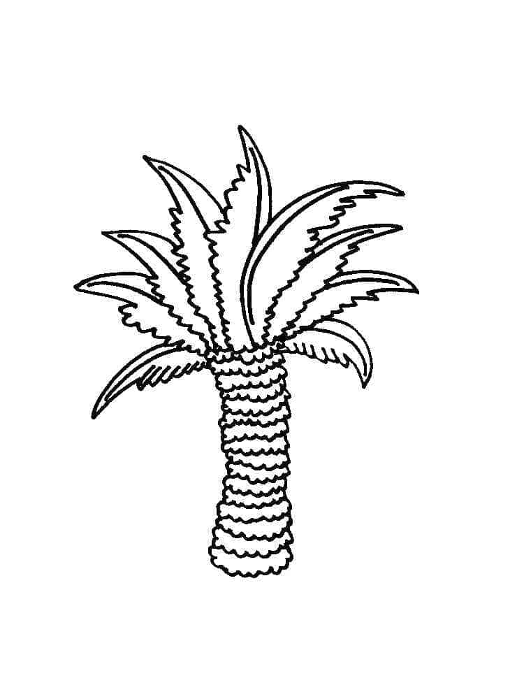 Palm Tree