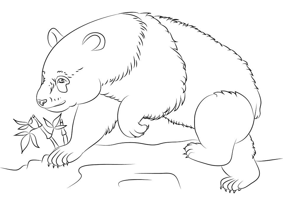 Panda Bear Coloring Game Panda Bear