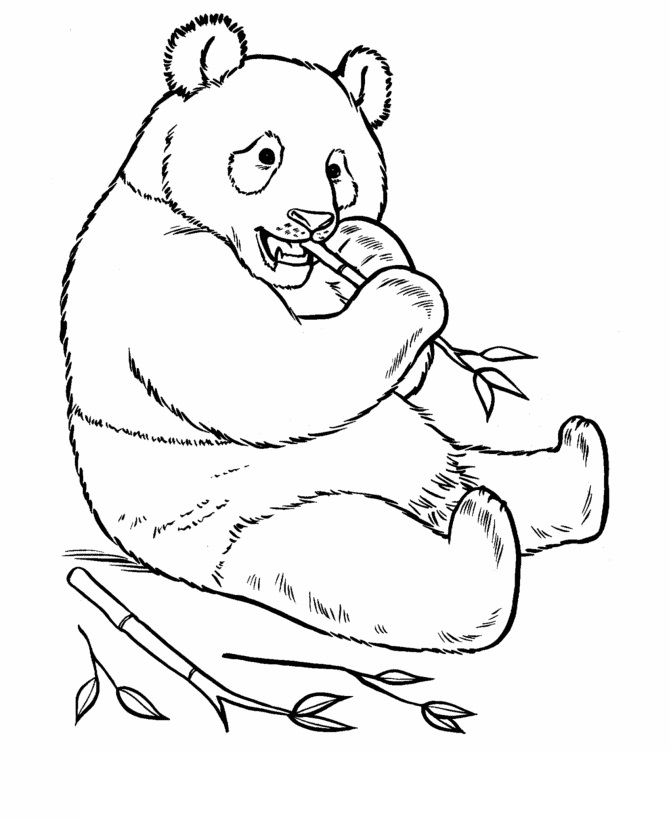 Panda Eating Bamboo Coloring Game Panda Eating Bamboo