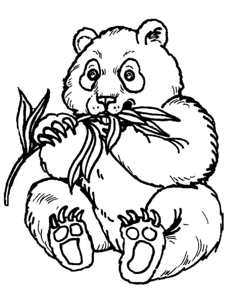 Panda Eating Coloring Game Panda Eating