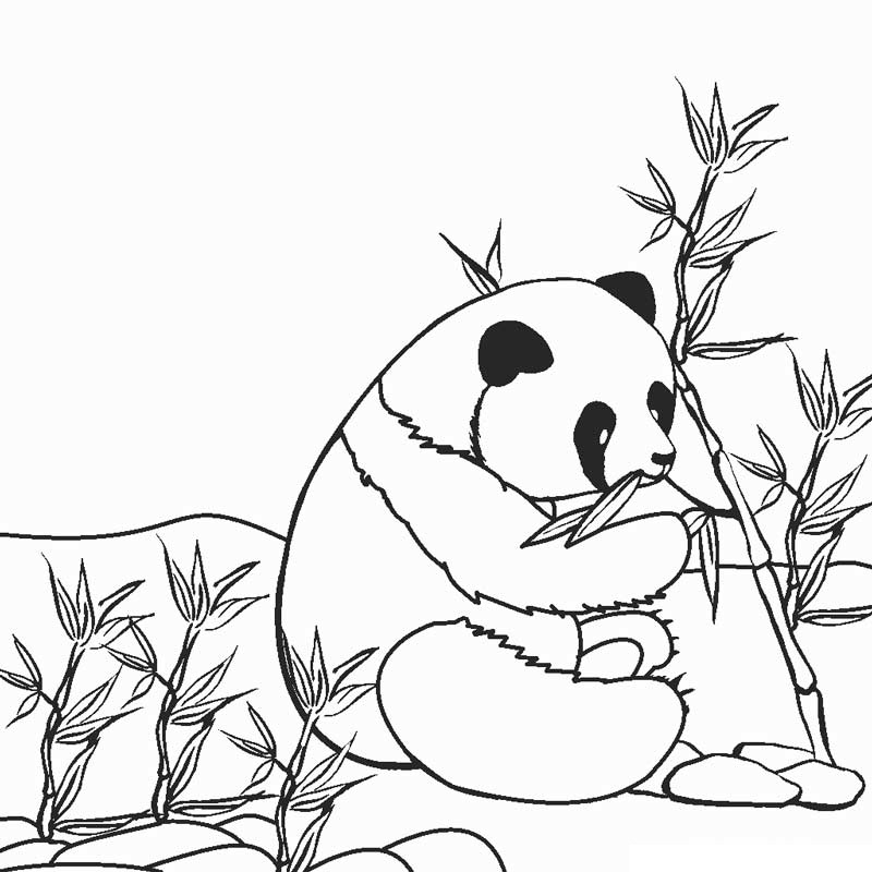 Panda is Eating Bamboo Coloring Game Panda is Eating Bamboo