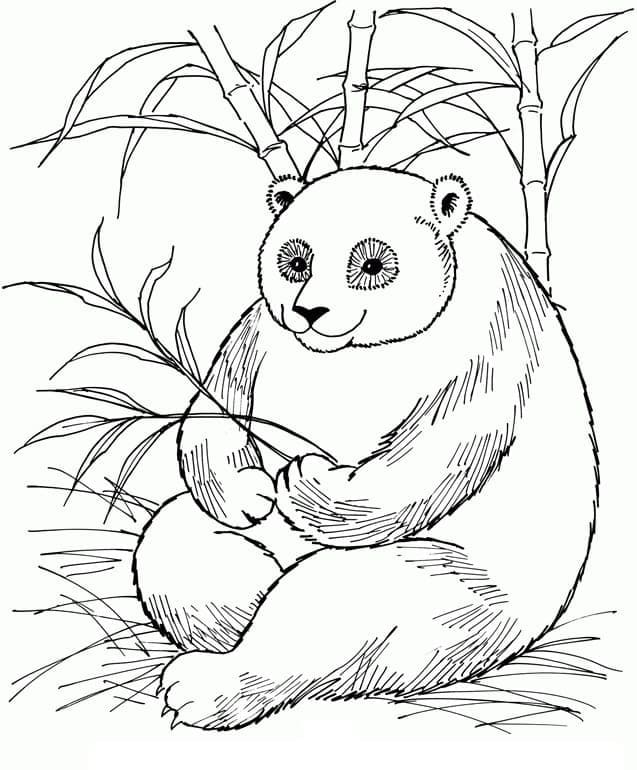 Panda to Color Coloring Game Panda to Color