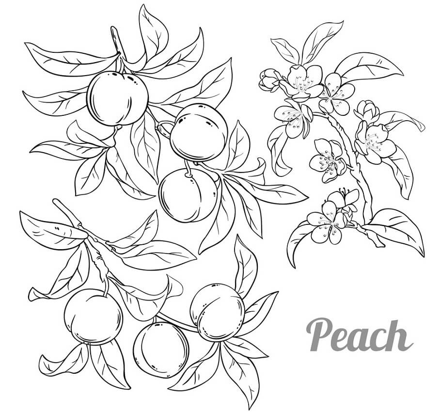 Peaches
