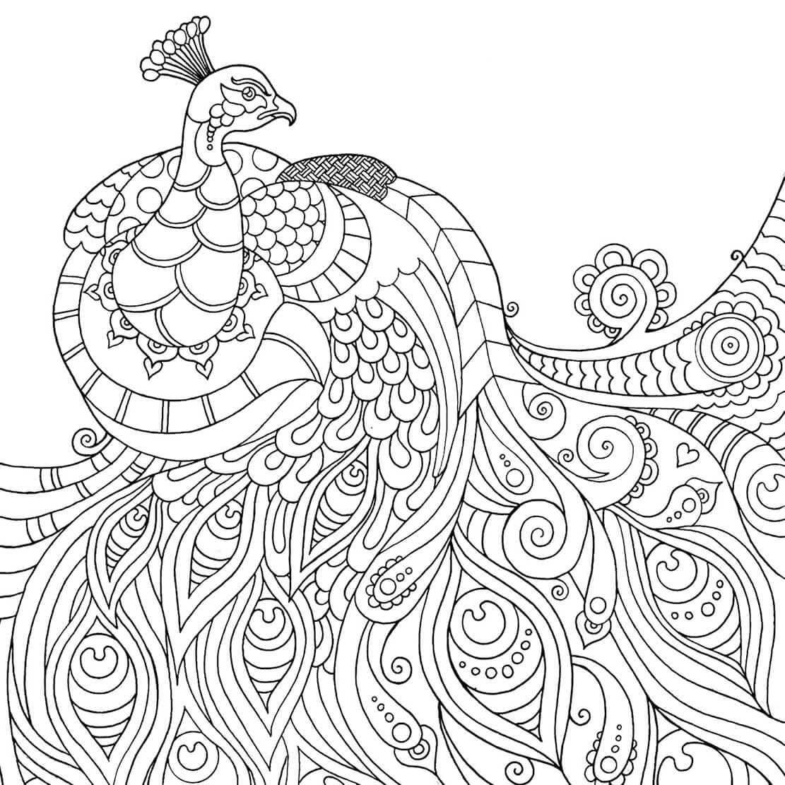 Peacock Mindfulness Coloring Game Peacock Mindfulness