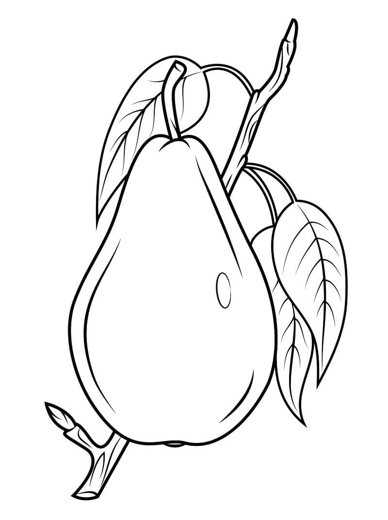 Pear on a Branch