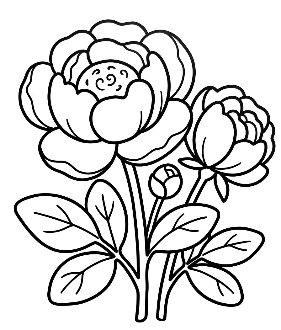 Peony Free