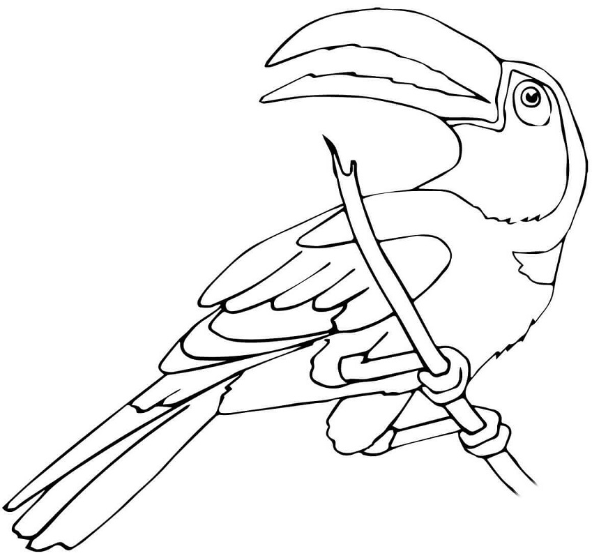 Two Toucans Coloring - Play Free Coloring Game Online