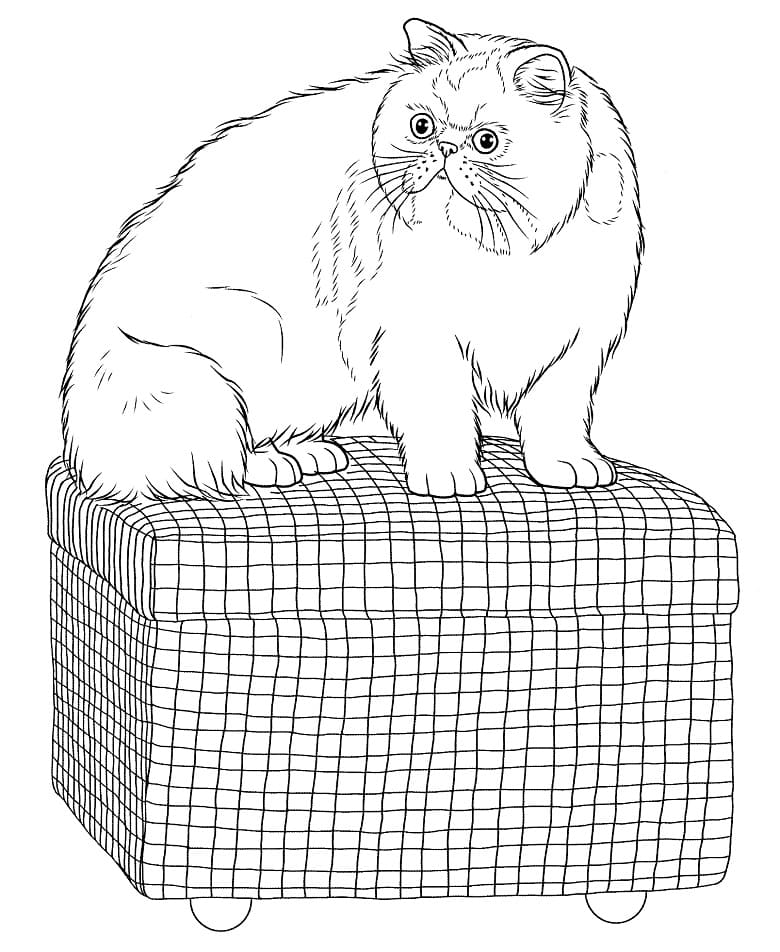 Persian Cat 1 Coloring Game Persian Cat 1