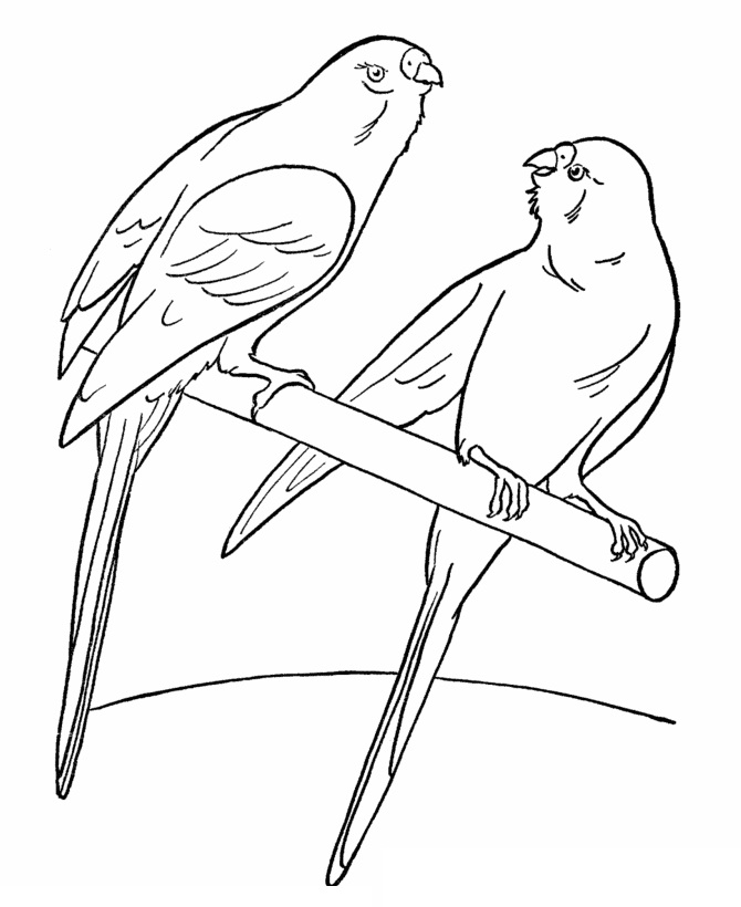 Pet Birds