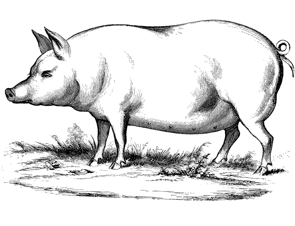 Pig 5 Coloring Game Pig 5