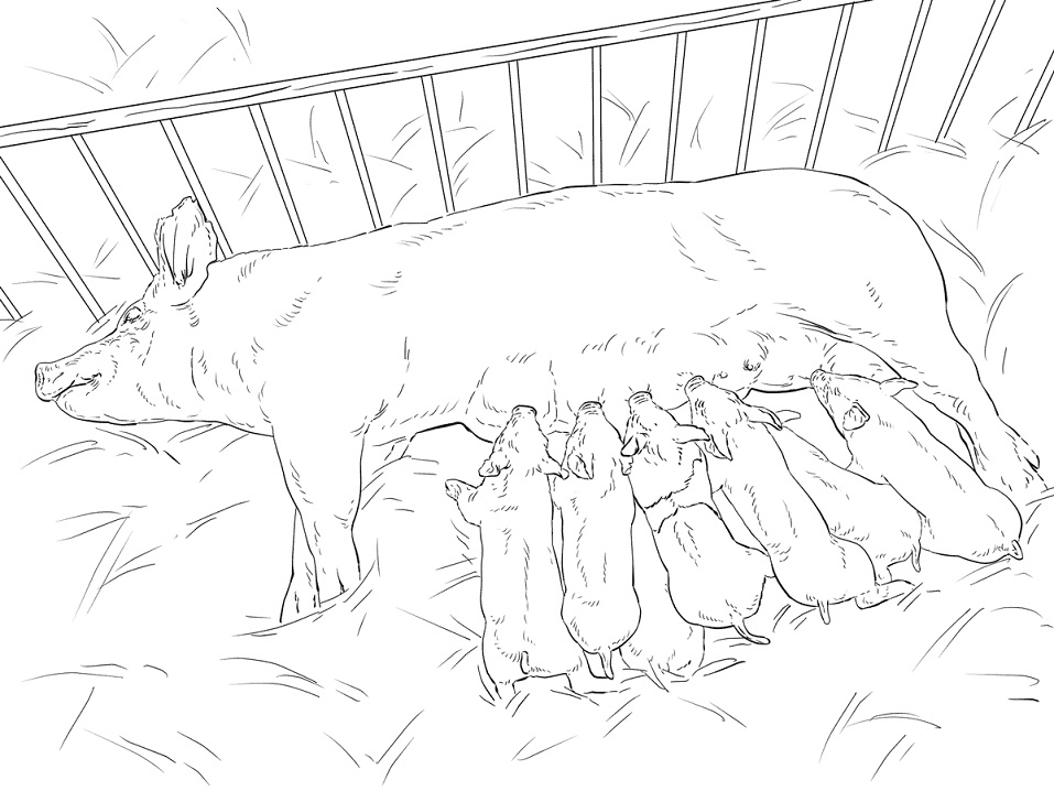 Pig And Piglets Coloring Game Pig And Piglets