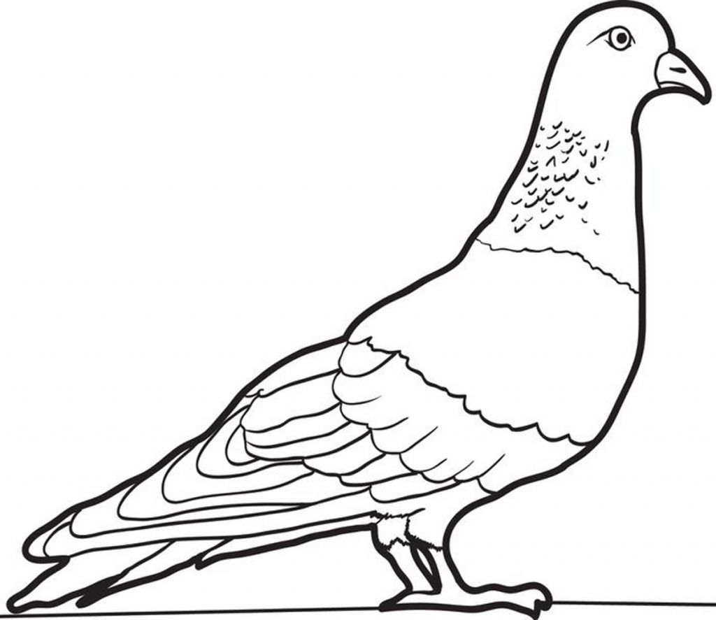 Pigeon 1 Coloring Game Pigeon 1