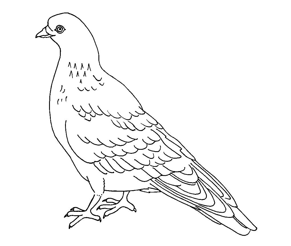 Pigeon 2 Coloring Game Pigeon 2