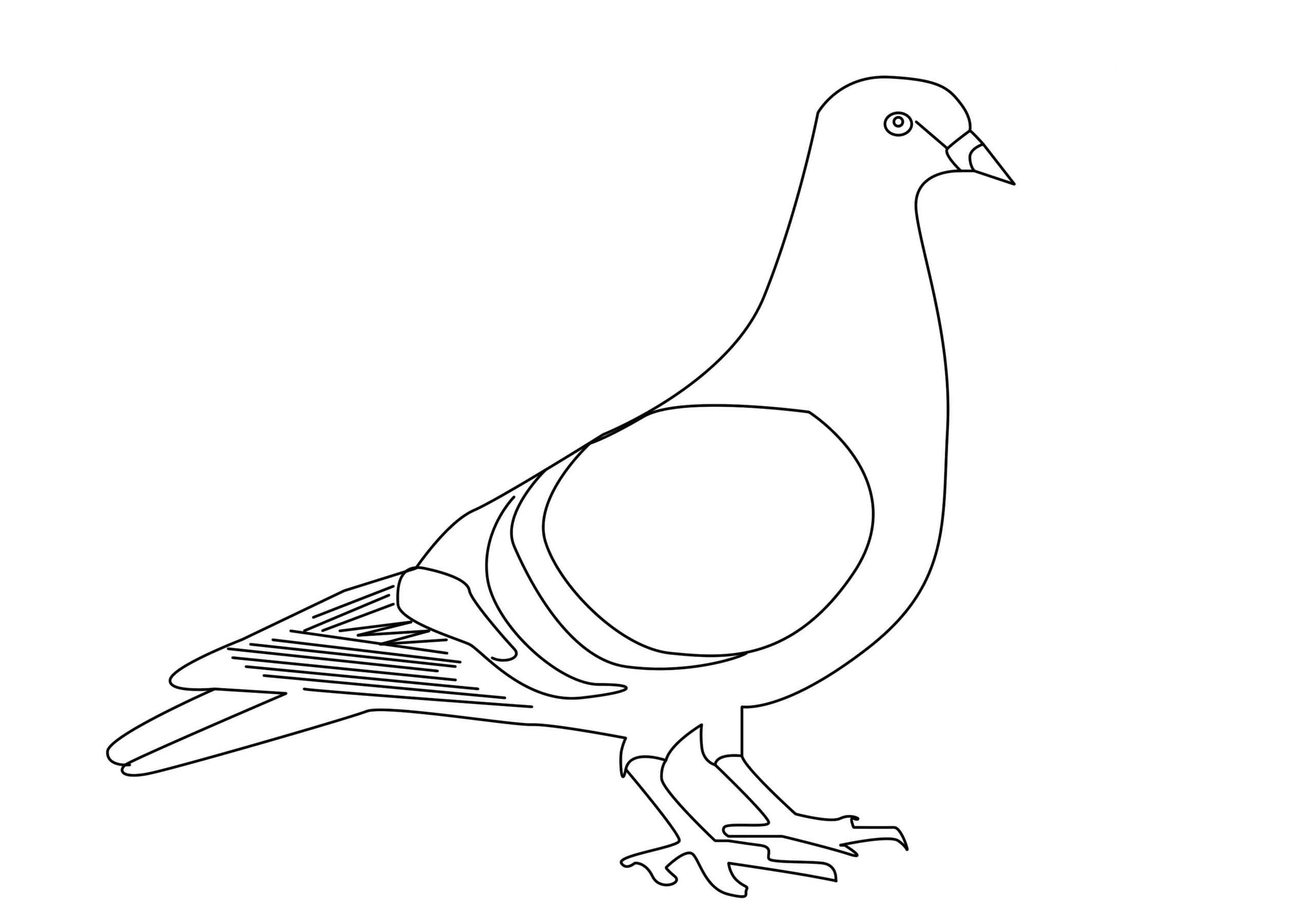 Pigeon 3 Coloring Game Pigeon 3