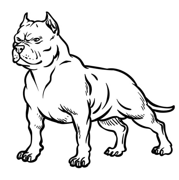 Pitbull Basic