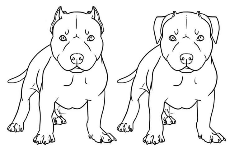 Pitbull Dogs Coloring Game Pitbull Dogs