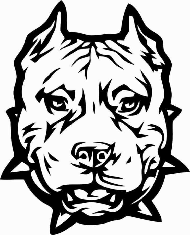 Pitbull Face Coloring Game Pitbull Face