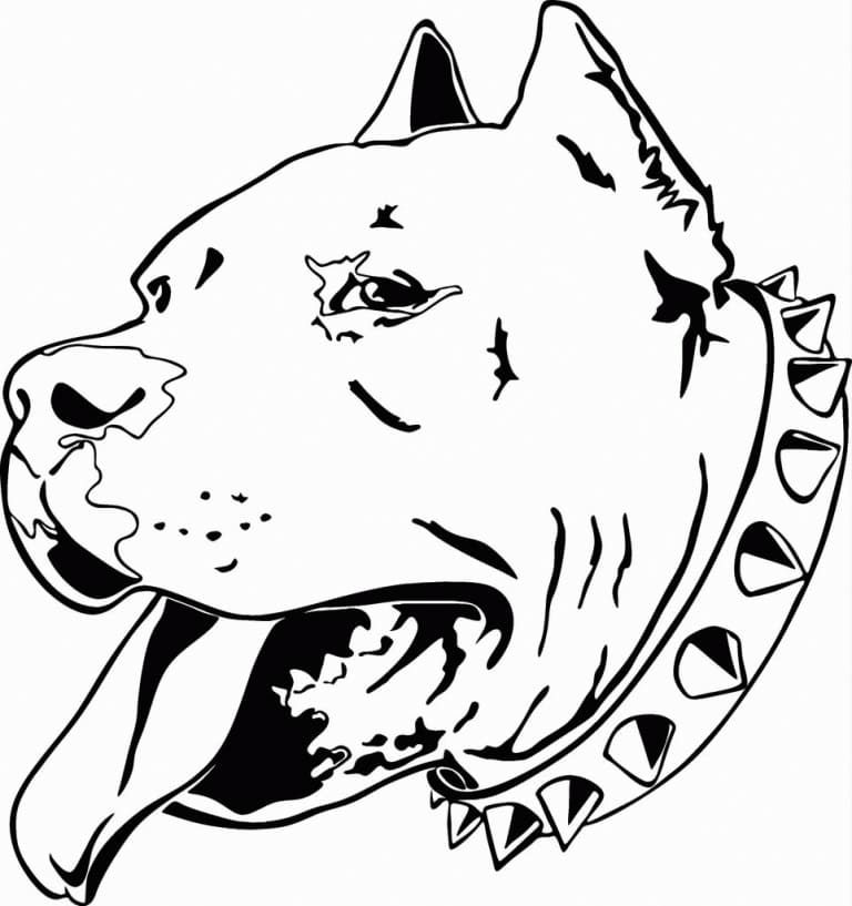 Pitbull Head Coloring Game Pitbull Head