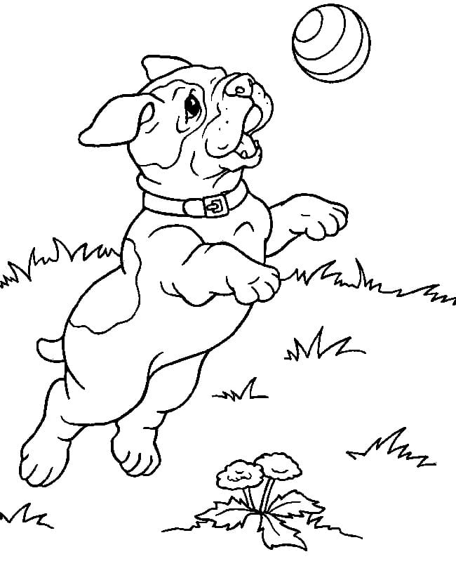 Pitbull Playing Coloring Game Pitbull Playing