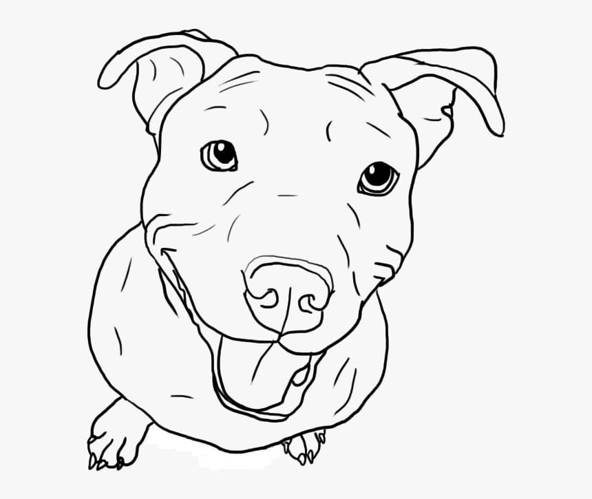 Pitbull is Cute Coloring Game Pitbull is Cute
