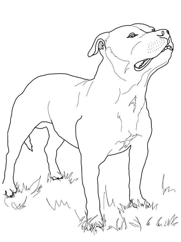 Pitbull on Grass Coloring Game Pitbull on Grass