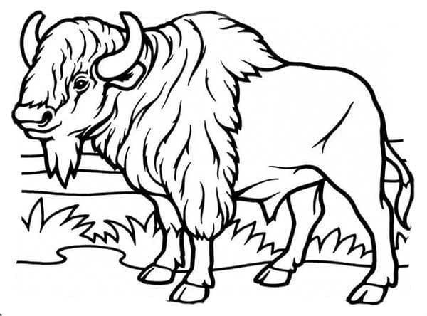 Plains Bison Coloring Game Plains Bison