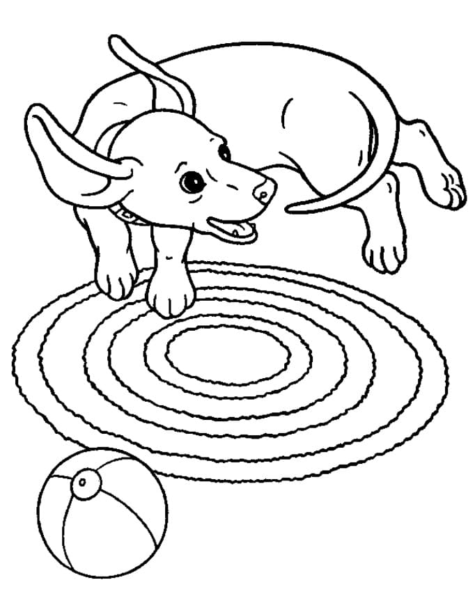 Playful Dachshund Coloring Game Playful Dachshund
