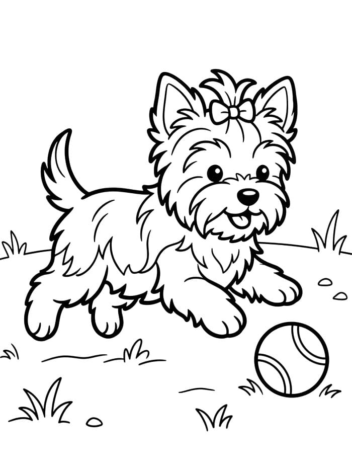 Playful Yorkie