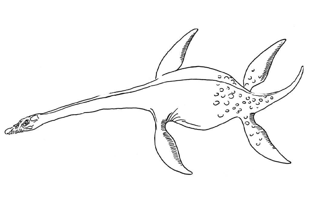 Plesiosaurus 5