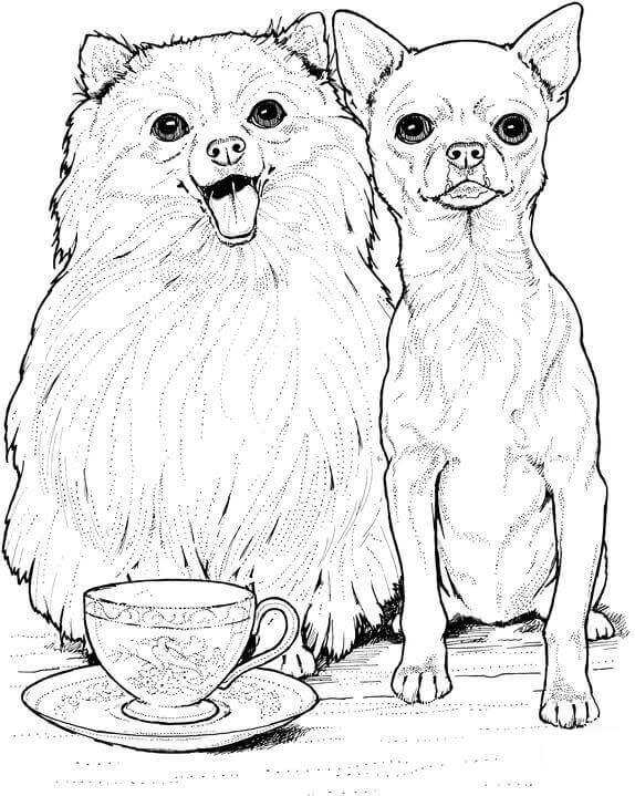 Pomeranian and Chihuahua Coloring Game Pomeranian and Chihuahua
