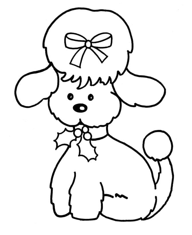Poodle Cute