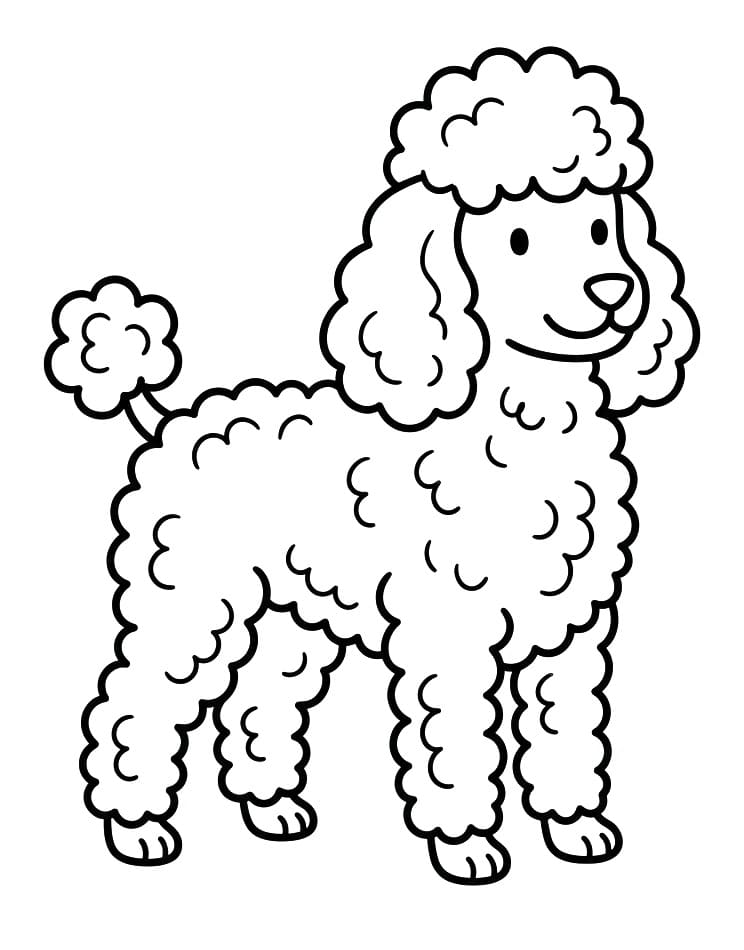 Poodle Dog
