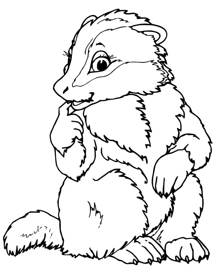 Pretty Badger Coloring Game Pretty Badger