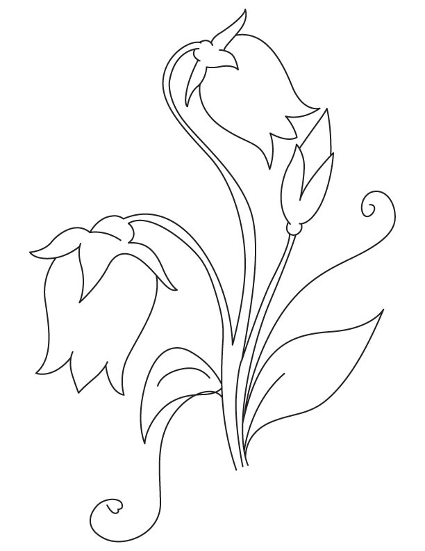 Pretty Bellflower