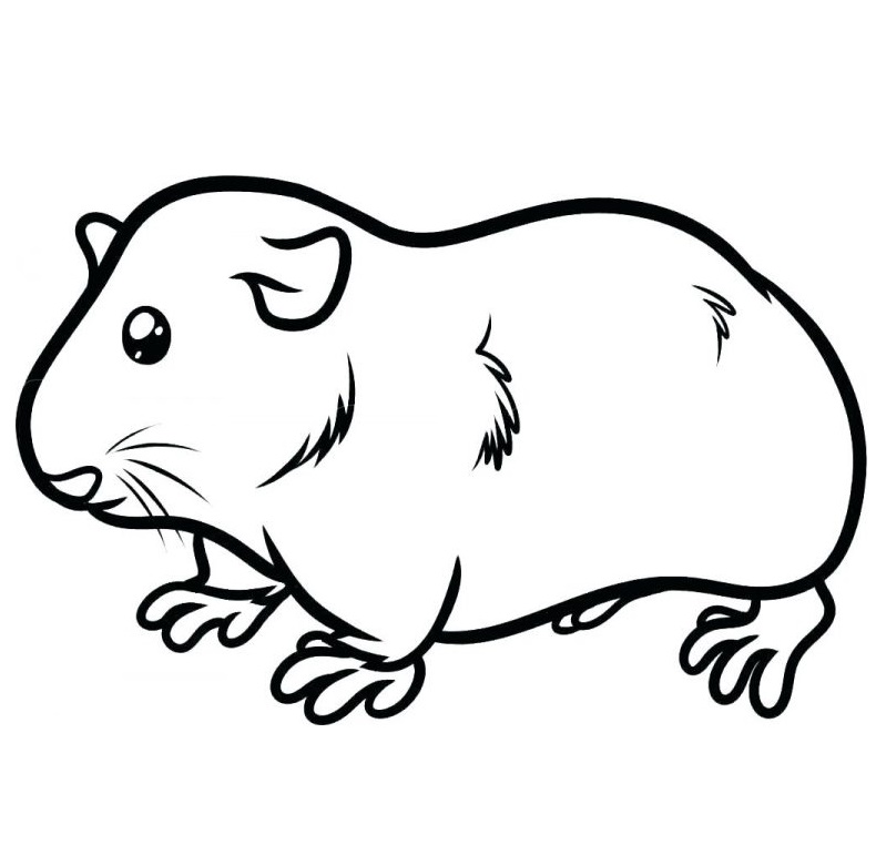 Pretty Guinea Pig Coloring Game Pretty Guinea Pig