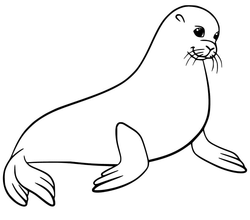 Pretty Sea Lion Coloring Game Pretty Sea Lion