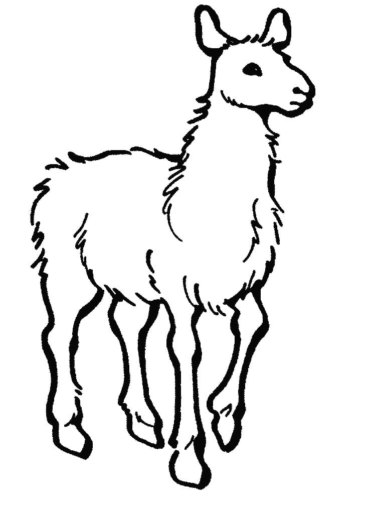 Printable Alpaca