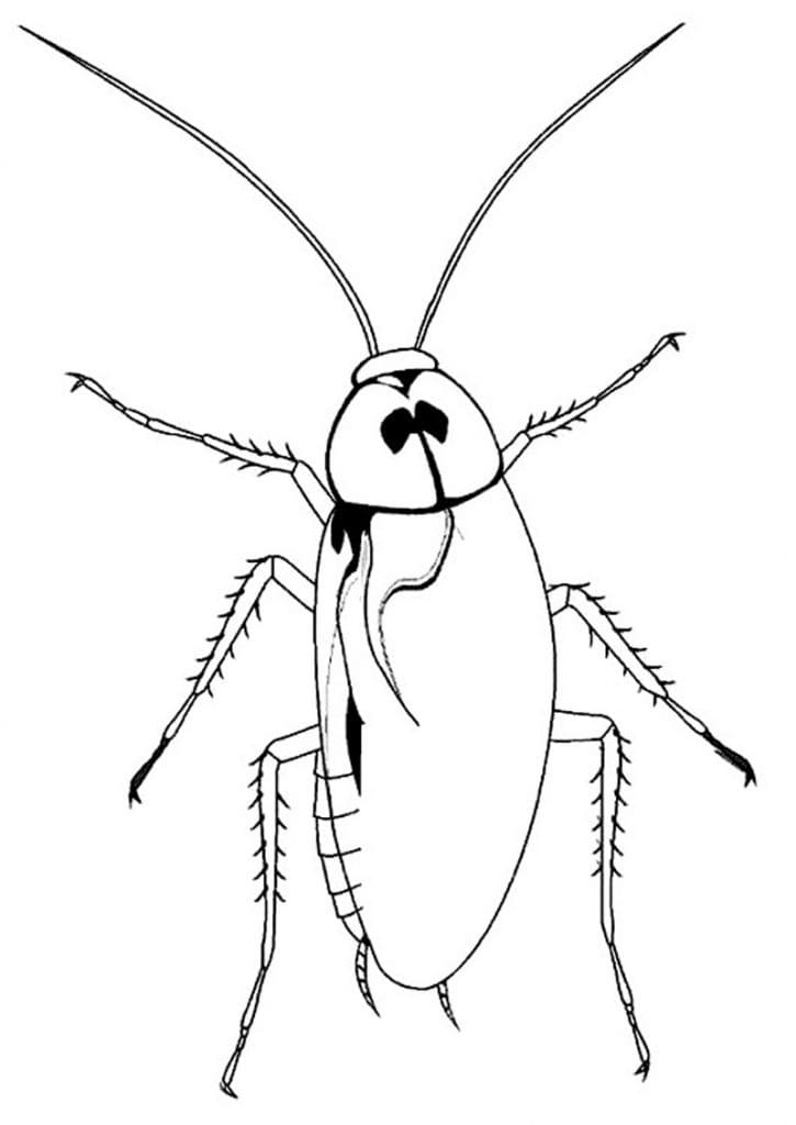 Printable Cockroach Coloring Game Printable Cockroach