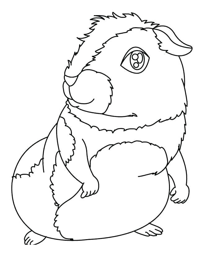 Printable Guinea Pig Coloring Game Printable Guinea Pig