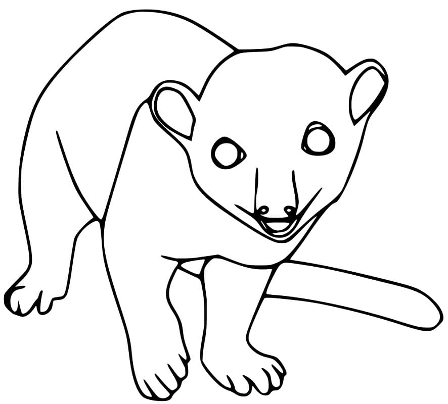 Printable Kinkajou