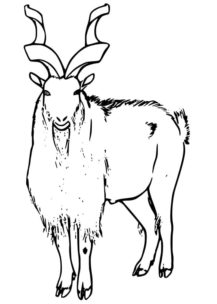 Printable Markhor
