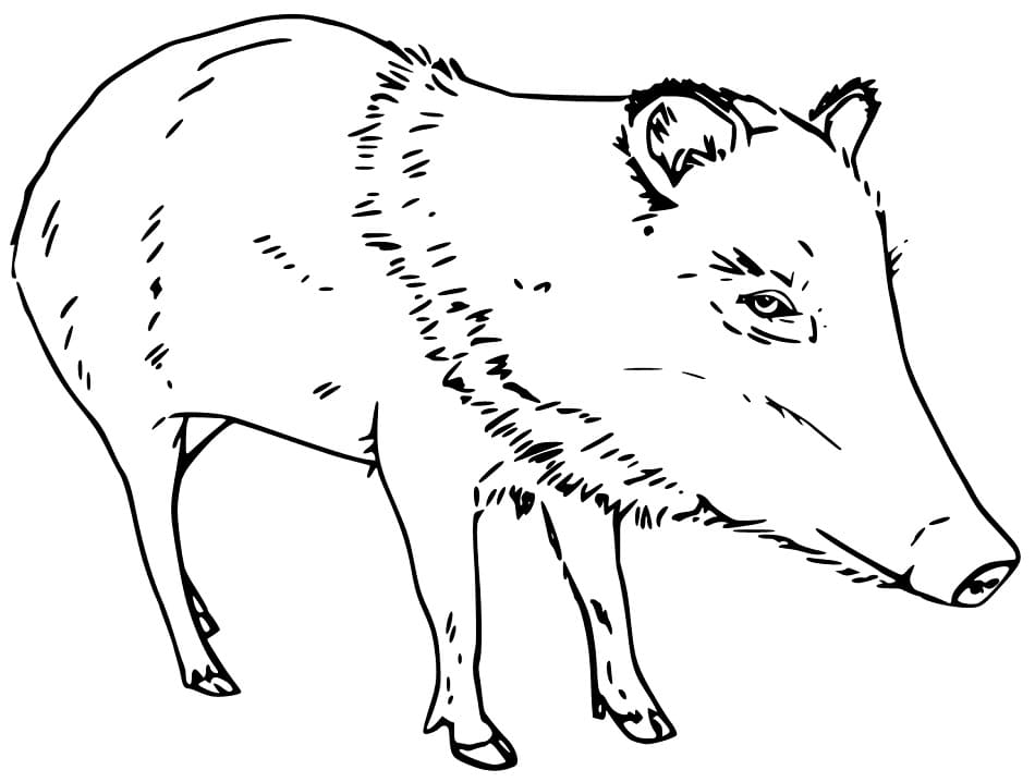 Printable Peccary