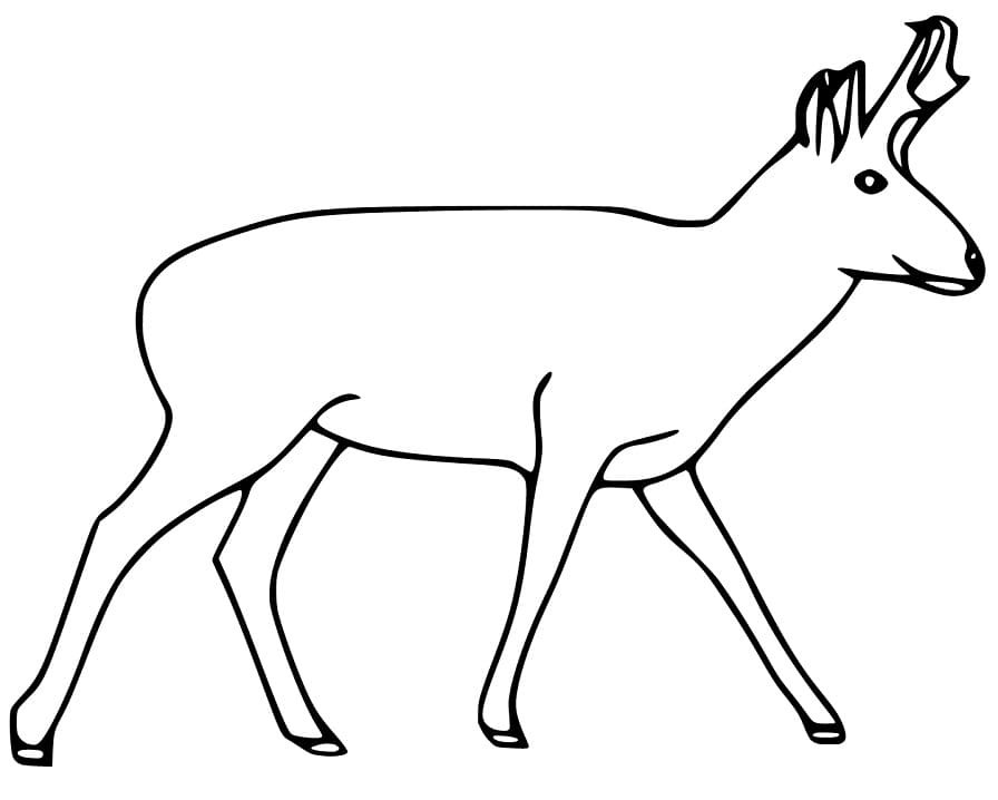 Printable Pronghorn