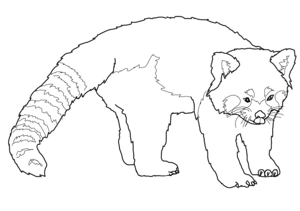 Printable Red Panda