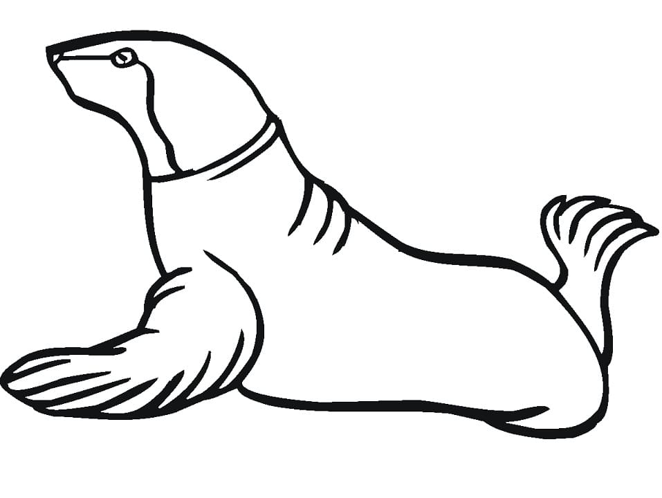 Printable Sea Lion Coloring Game Printable Sea Lion