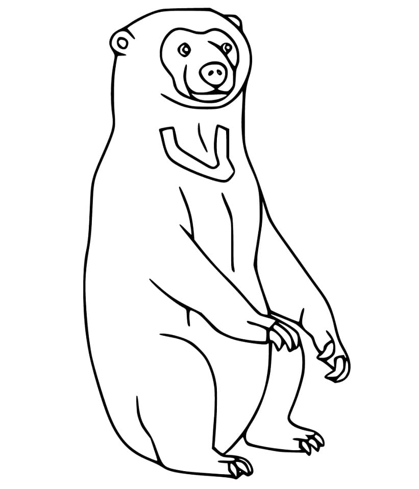 Printable Sun Bear Coloring Game Printable Sun Bear