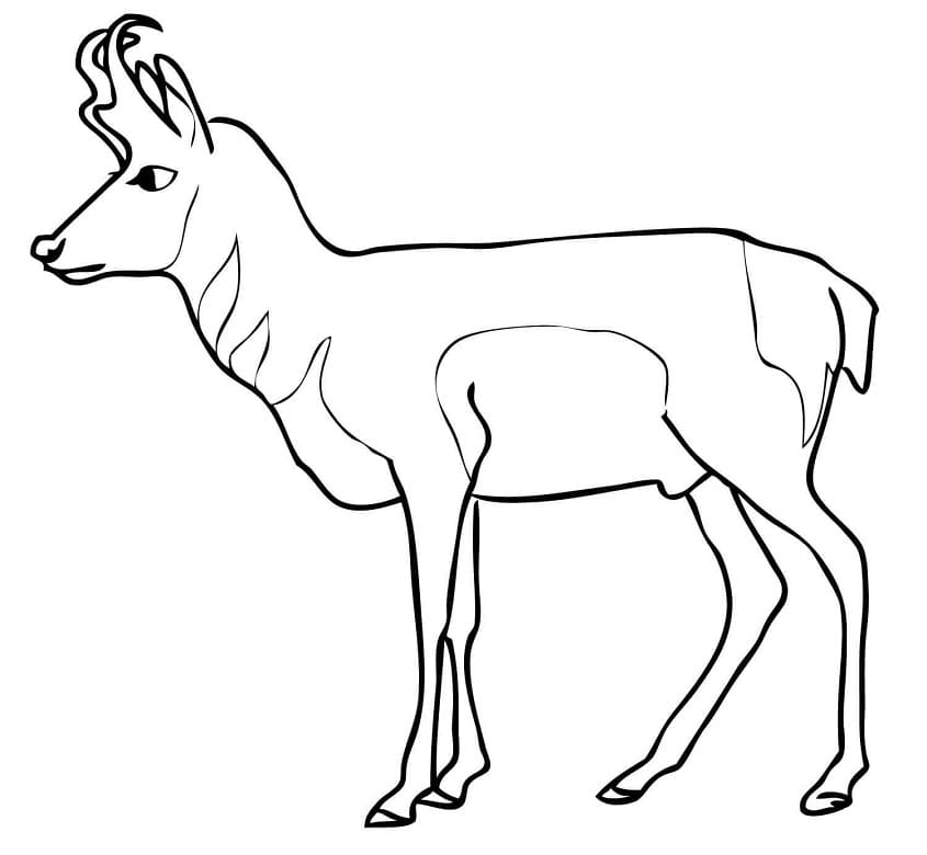 Pronghorn Antelope