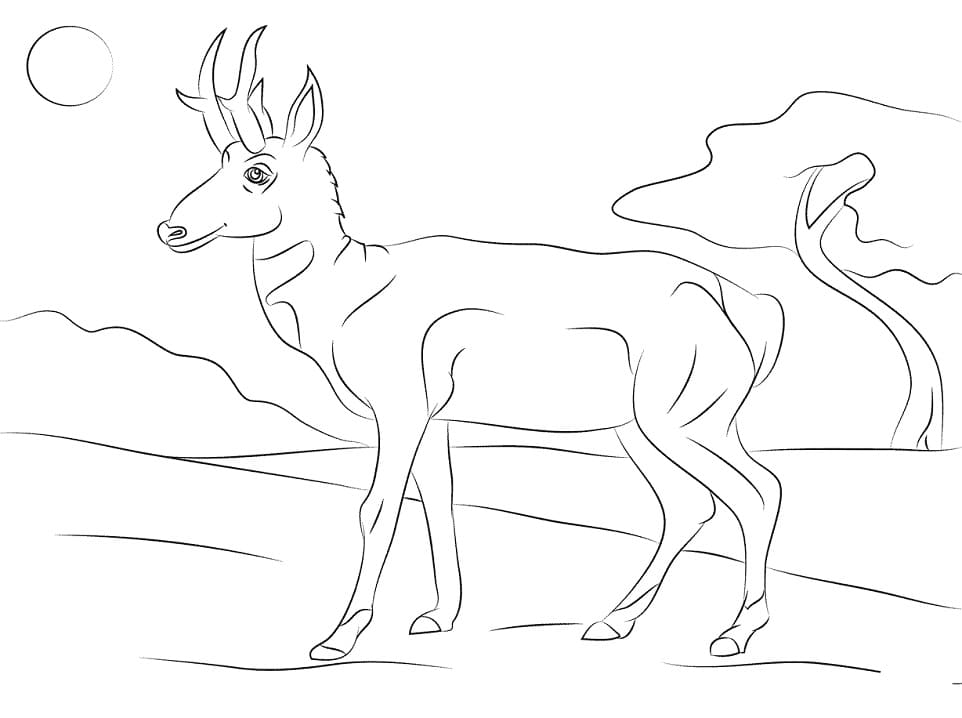 Pronghorn Antilocapra Americana